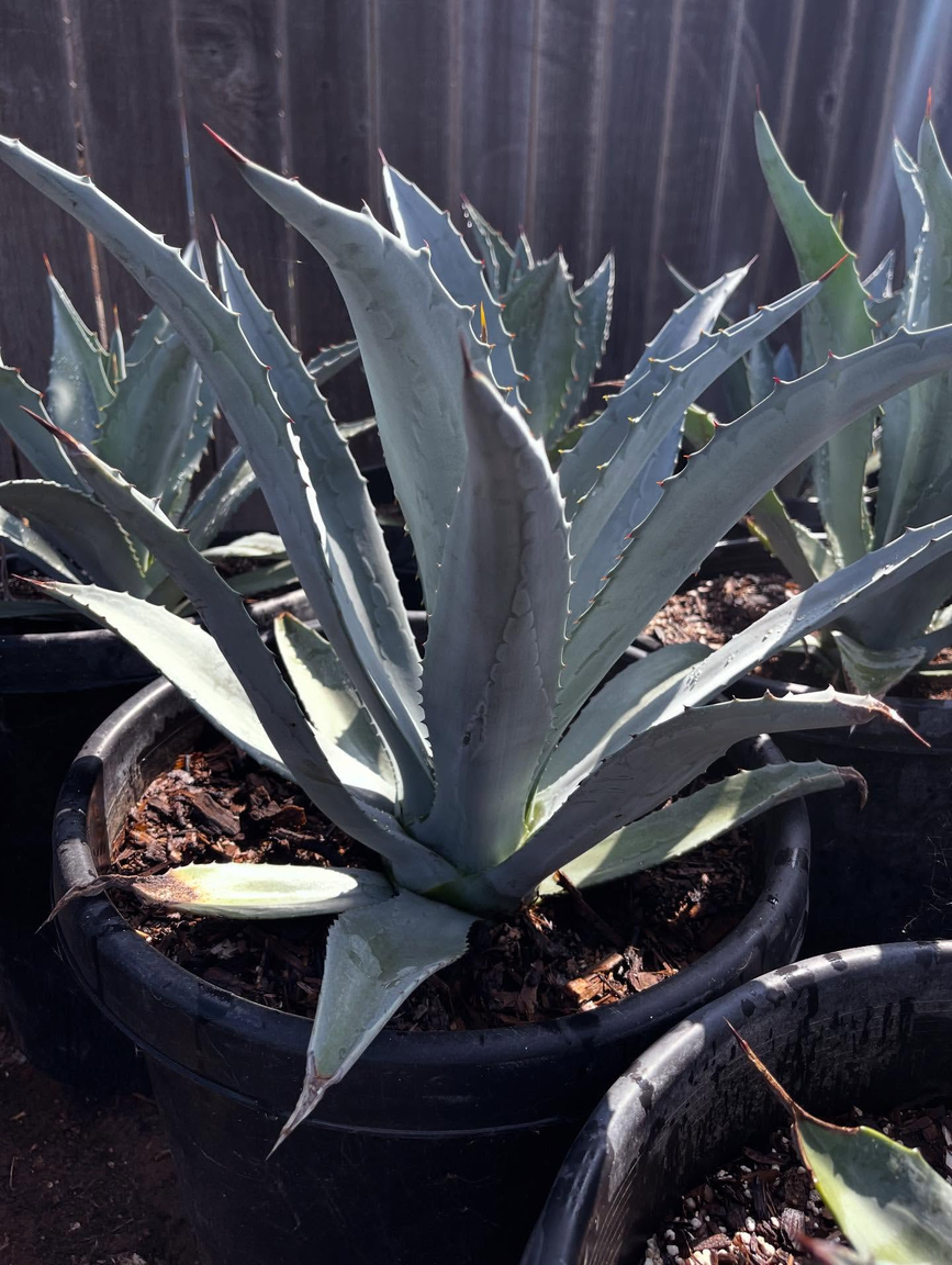 Agave Americana in pot — real photo from Xali Growers