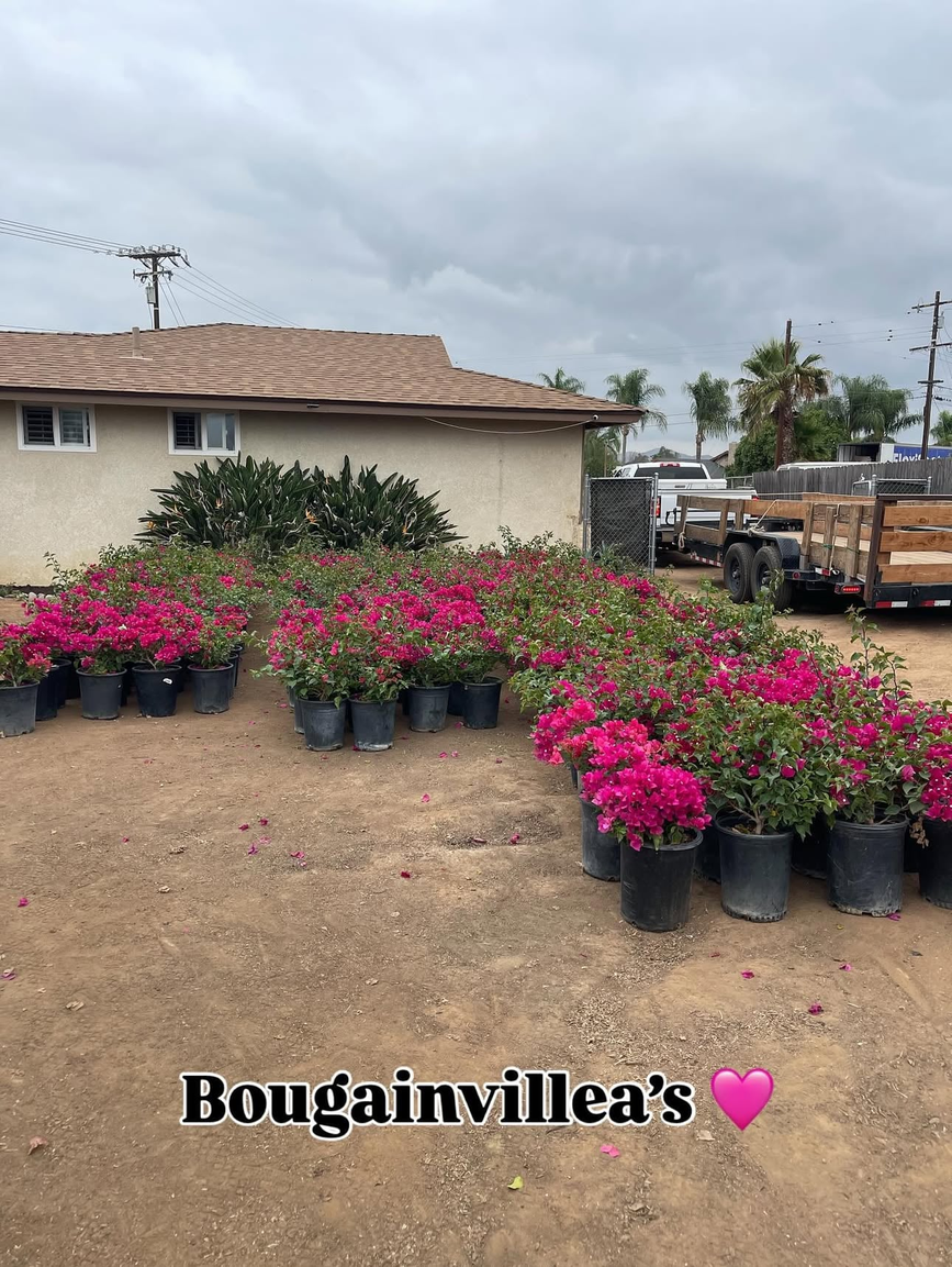 Bougainvillea plants in full bloom — real photo from Xali Growers