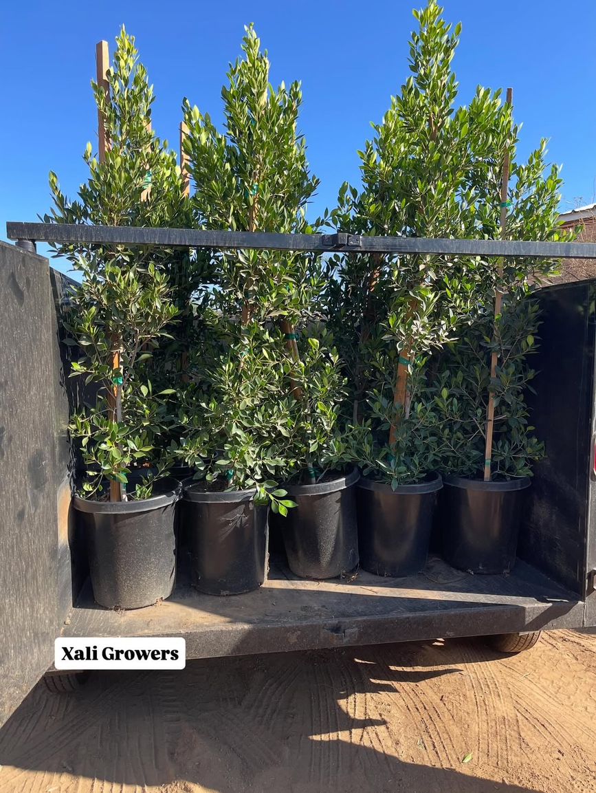 Ficus privacy trees — real photo from Xali Growers