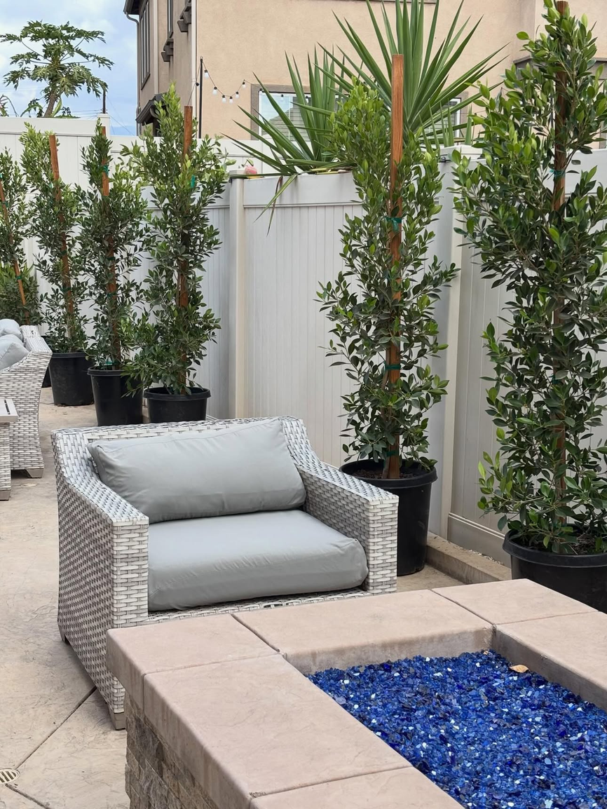 Styled outdoor patio plantscape with ficus trees — real photo from Xali Growers
